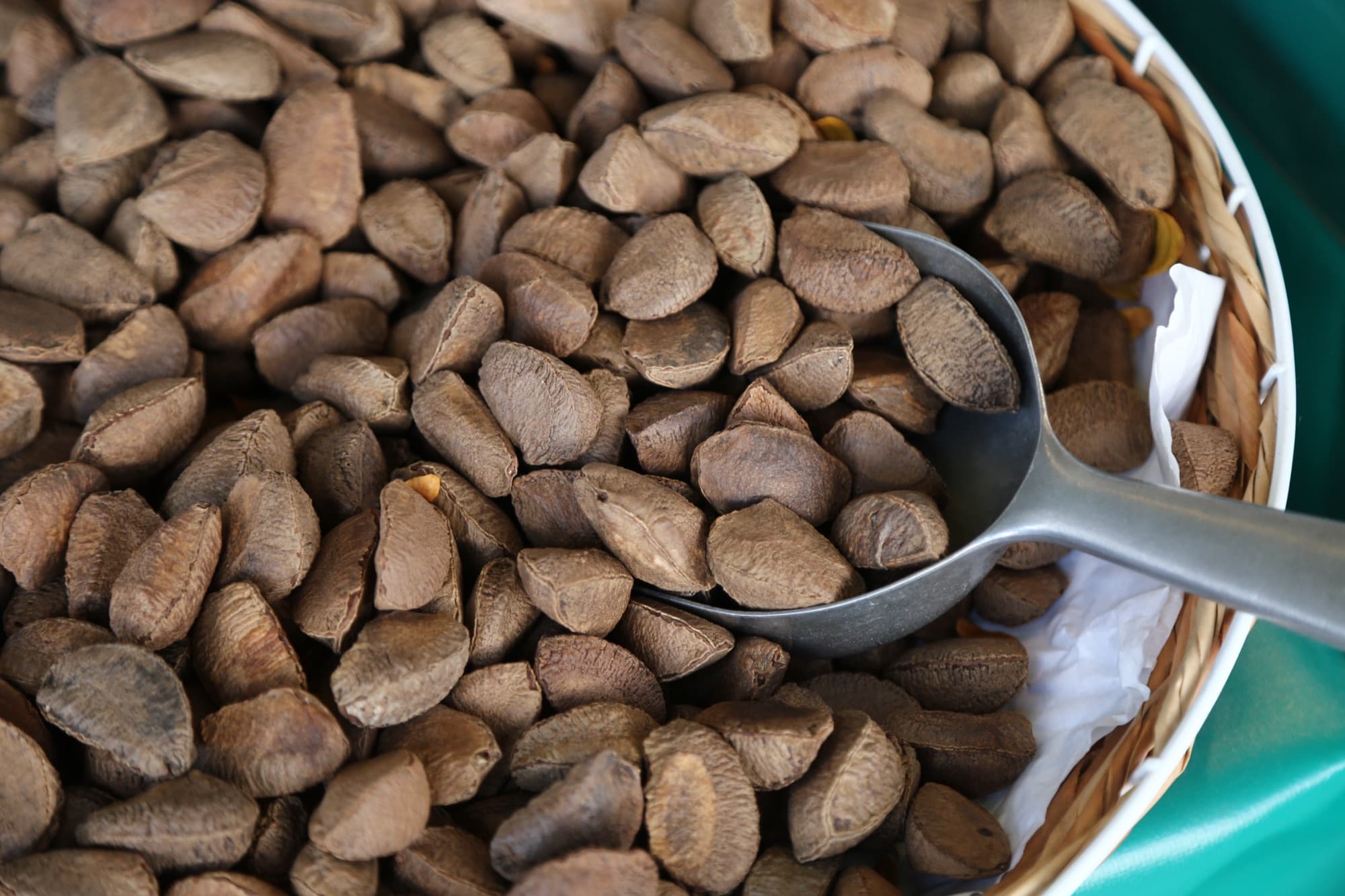 Brazil nuts in shell, freshly graded