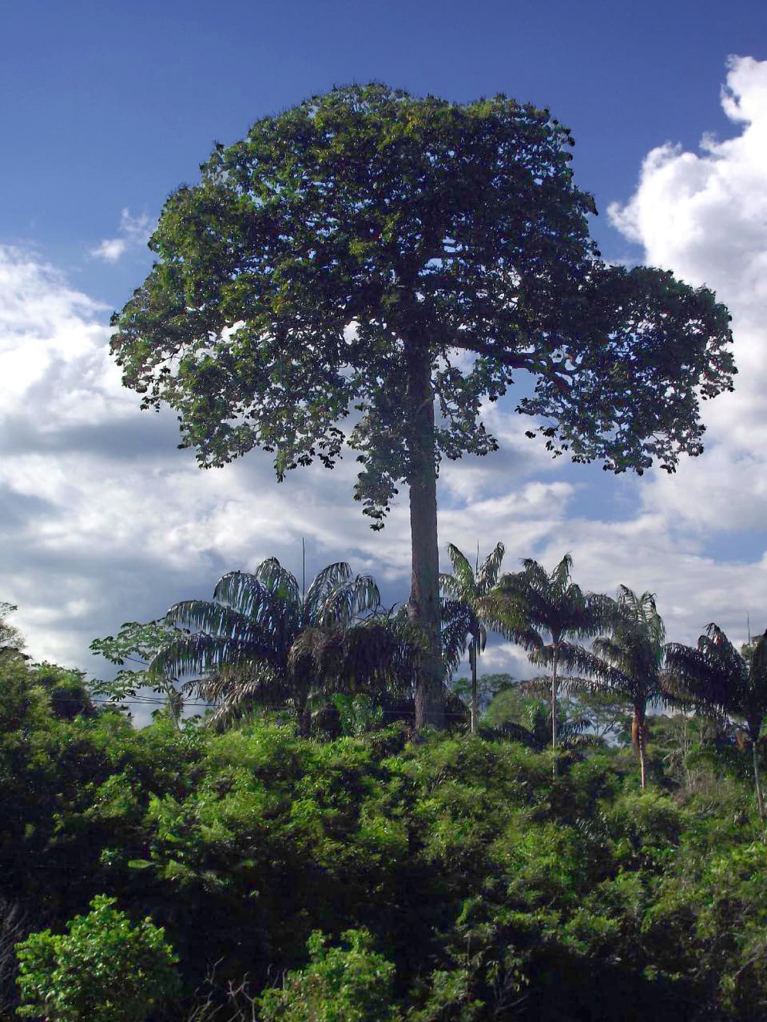 Brazil nut tree in the Amazon canopy